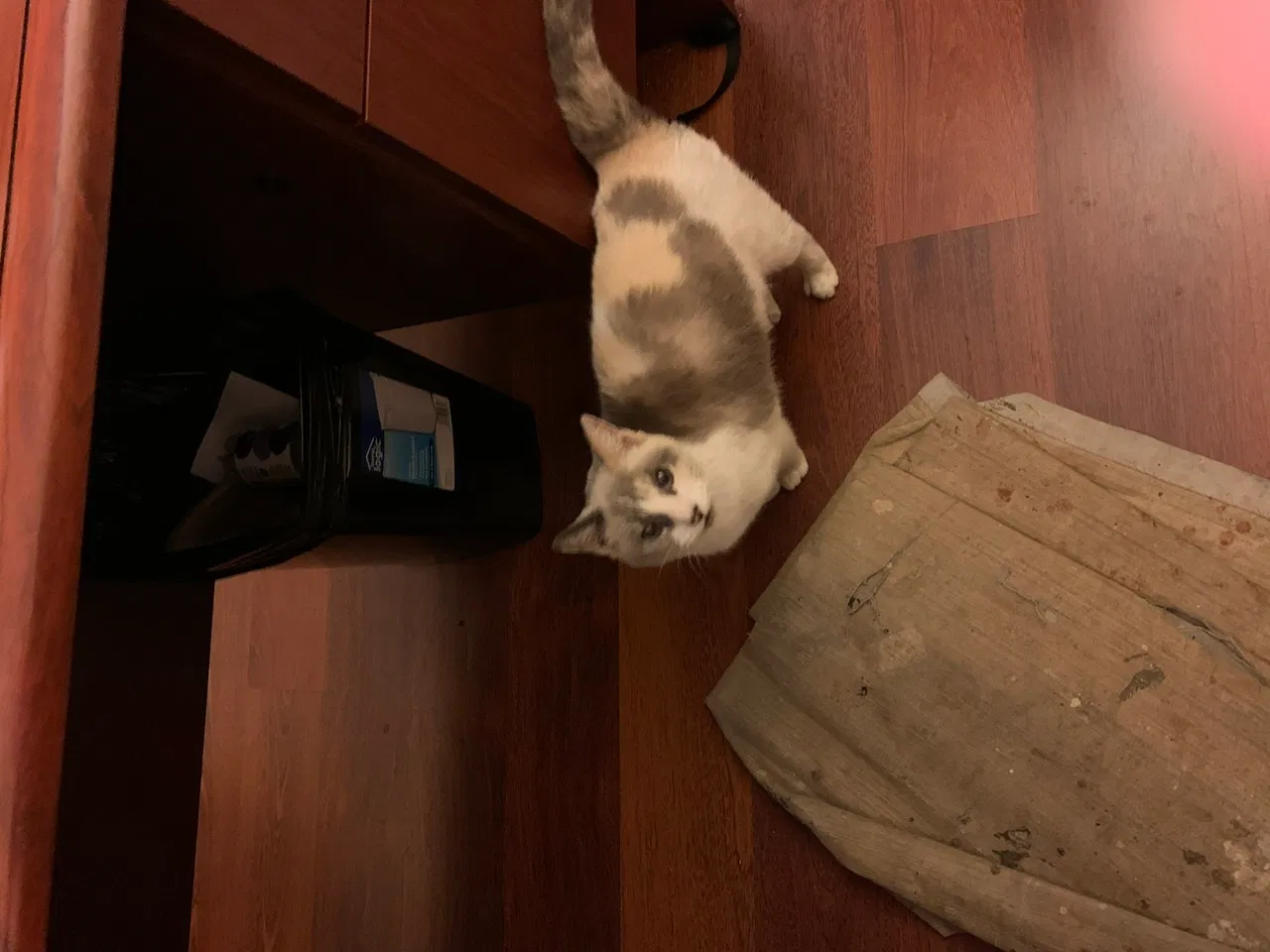 Lost cat in Hazel Green, AL, 35750