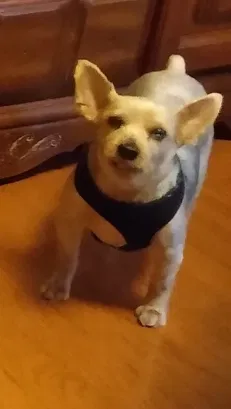Lost dog in Winston Salem, NC, 27103