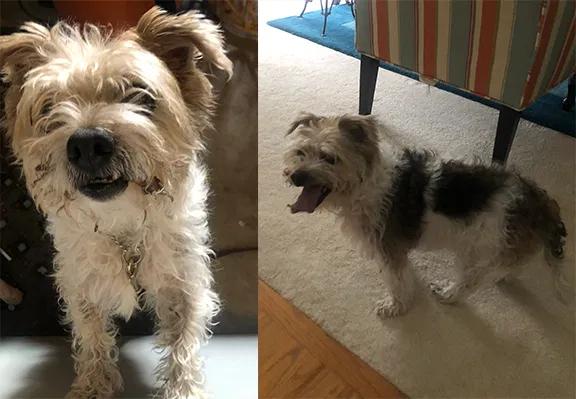 Found dog in Lynnwood, WA, 98037