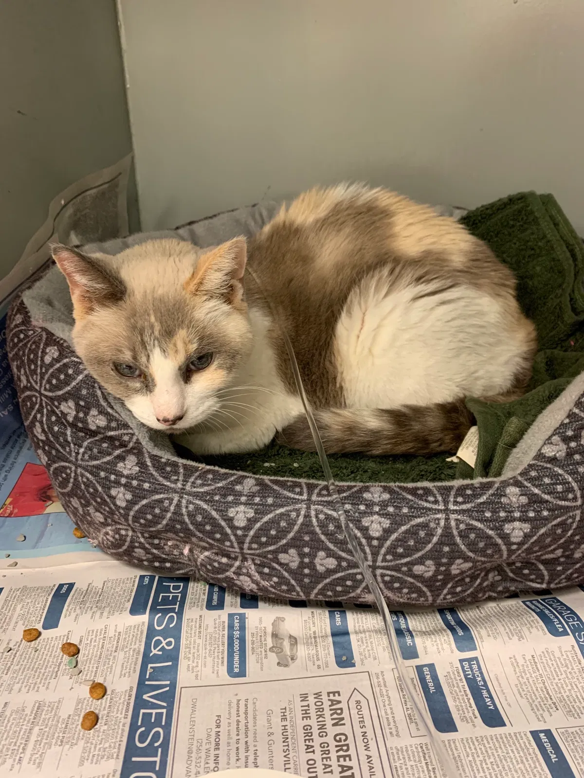 Lost cat in Hazel Green, AL, 35750