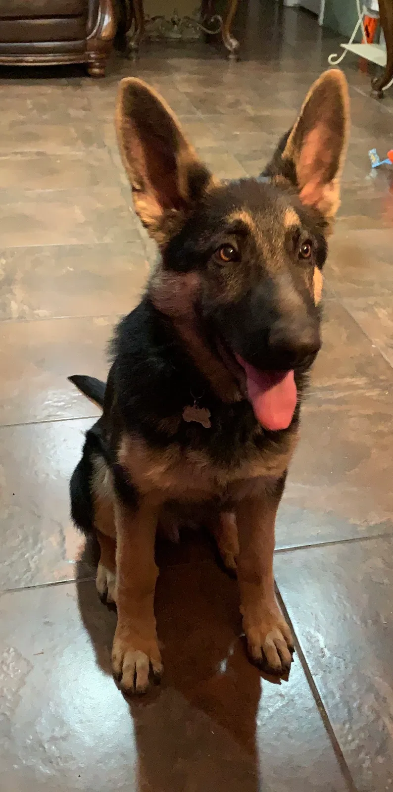 Lost dog in Amarillo, TX, 79104