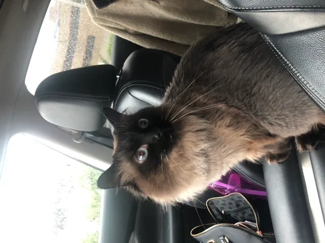 Lost cat in Cleveland, TN, 37312