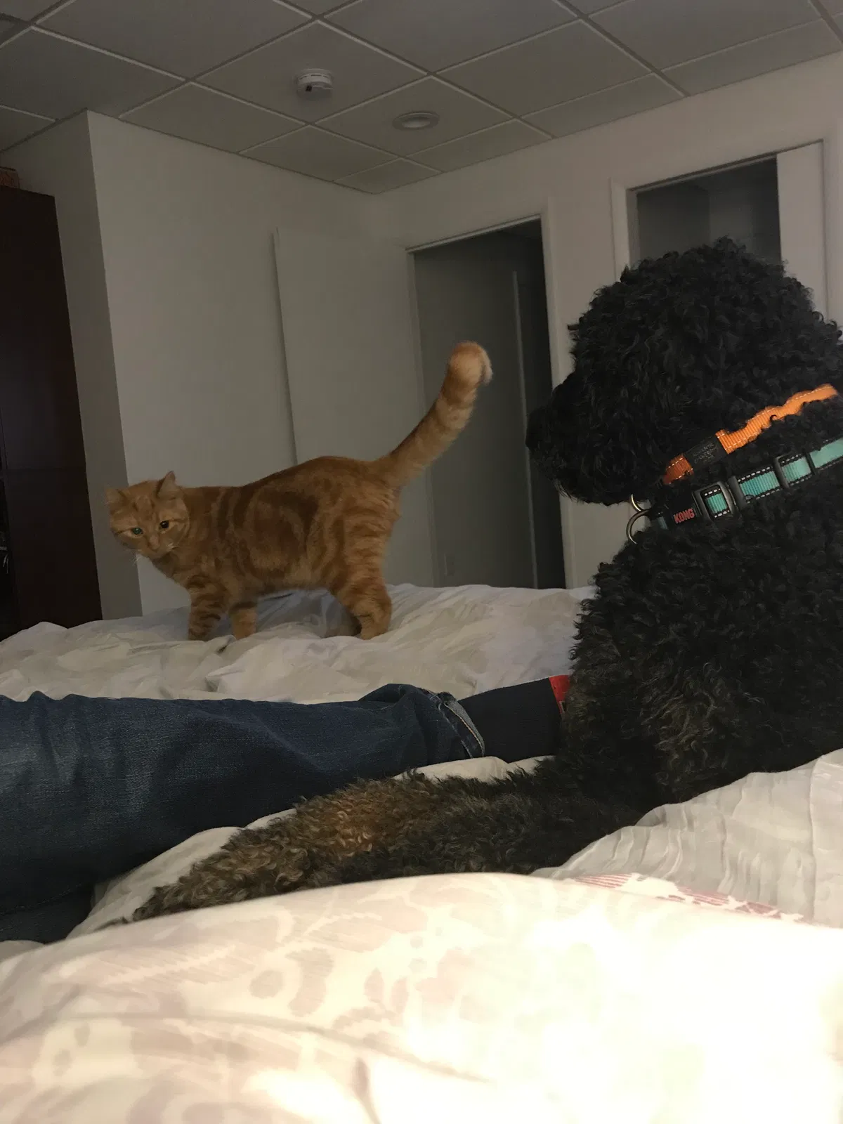Lost cat in Hurt, VA, 24563