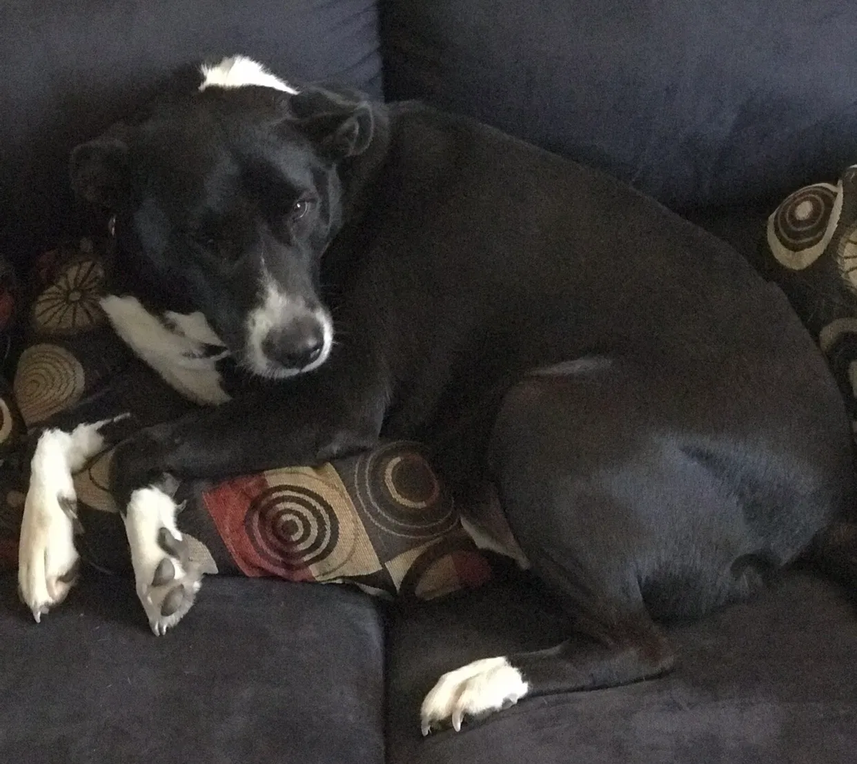 Lost dog in Boaz, AL, 35956