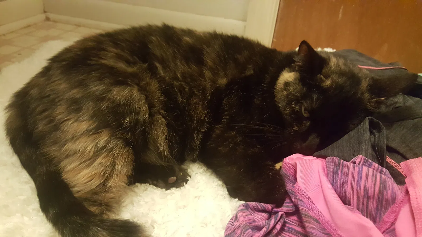 Lost cat in Topeka, KS, 66614