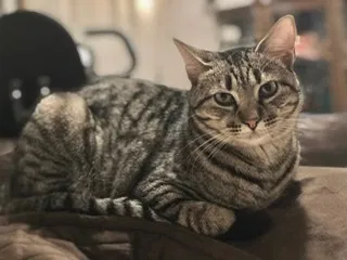Lost cat in Austin, TX, 78717