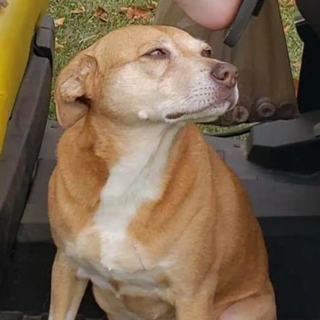 Lost dog in La Fontaine, IN, 46940