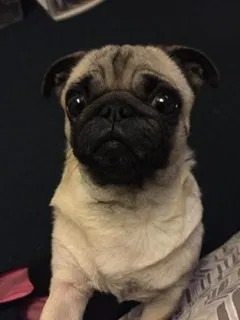 Lost dog in Los Angeles, CA, 90011