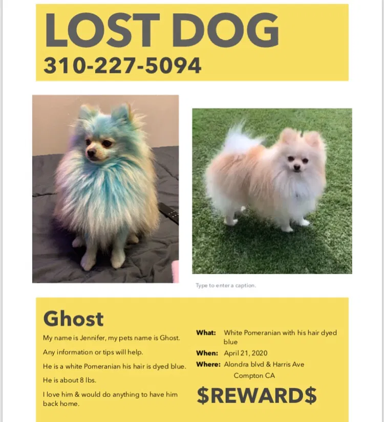 Lost dog in Compton, CA, 90221