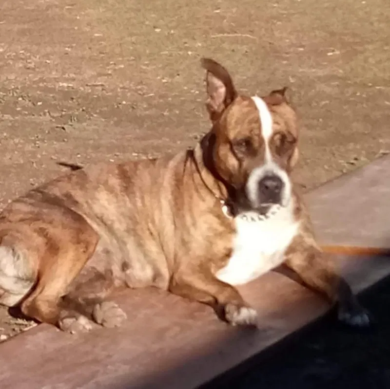 Lost dog in Phoenix, AZ, 85015