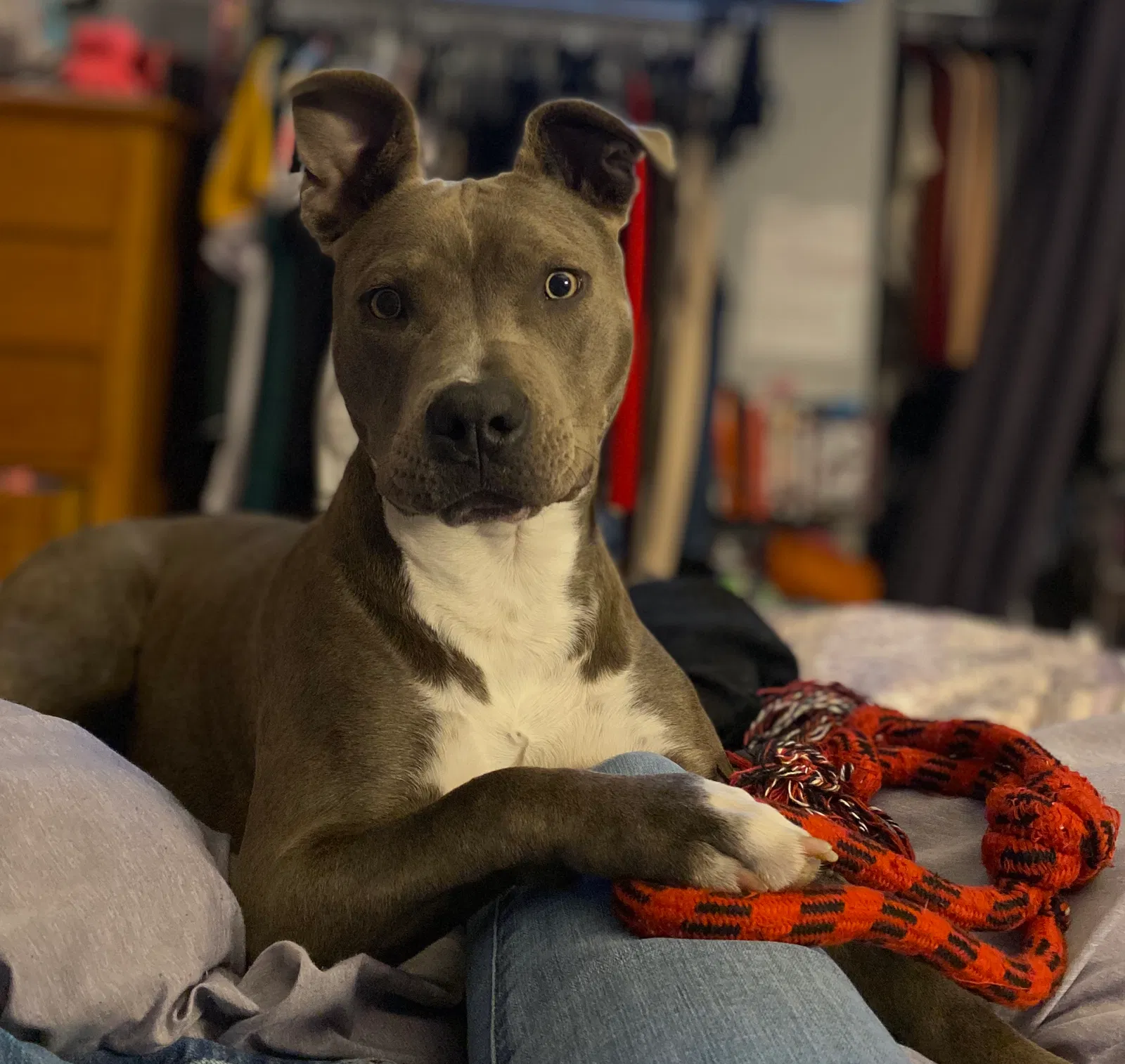 Lost dog in Pinole, CA, 94564