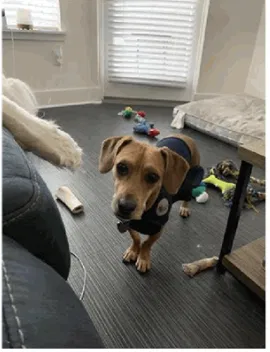Lost dog in Atlanta, GA, 30305
