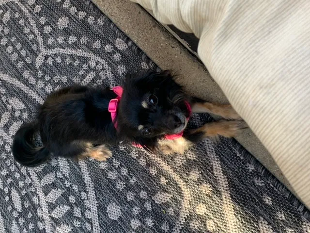Lost dog in Flower Mound, TX, 75028