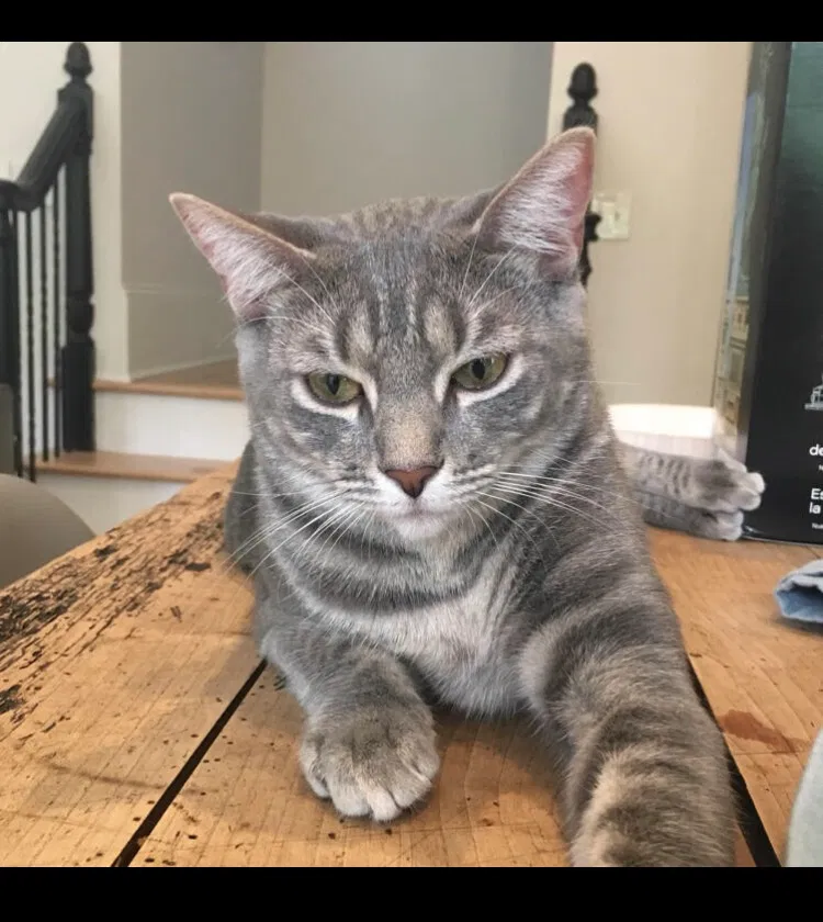 Lost cat in Atlanta, GA, 30342