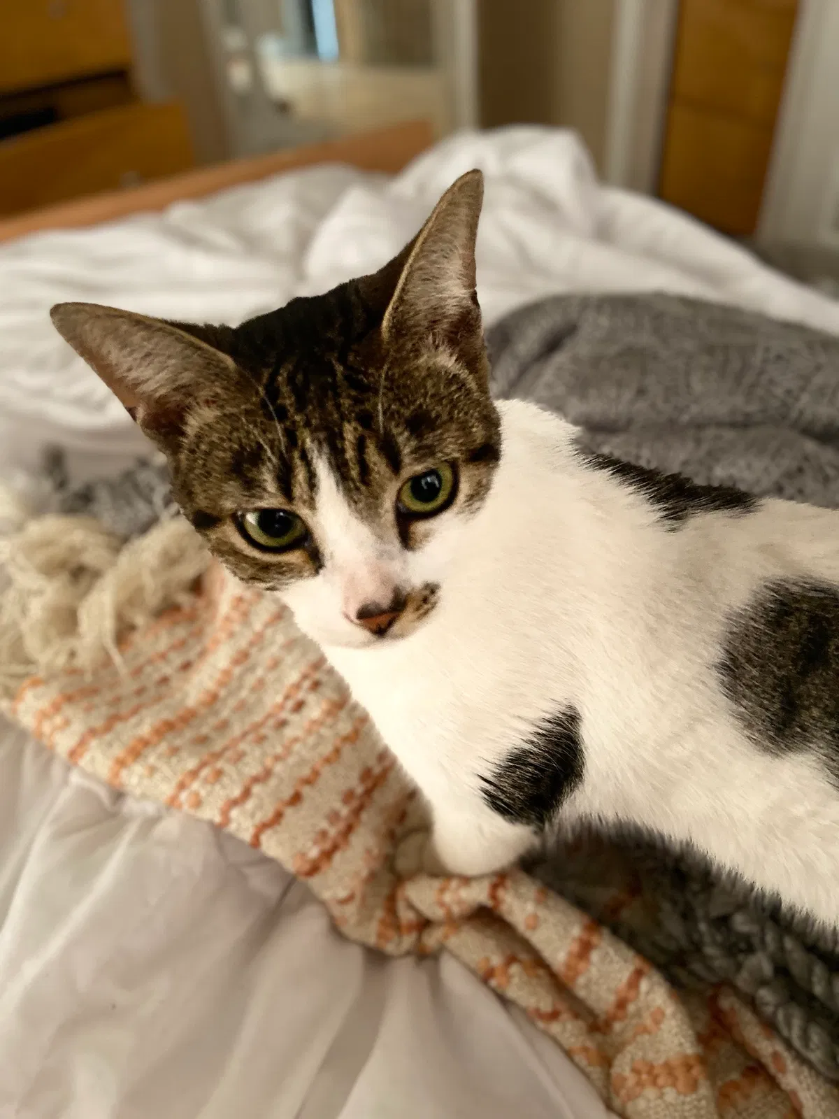 Lost cat in Tampa, FL, 33609