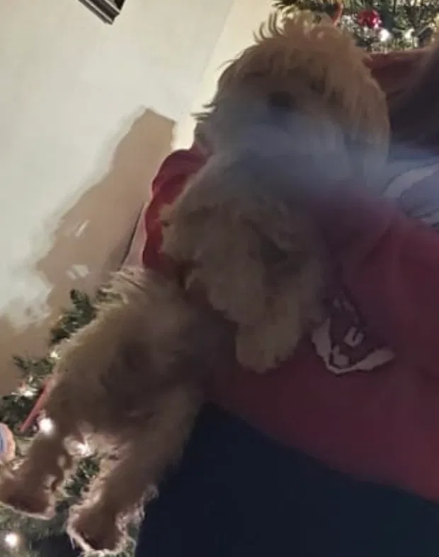 Lost dog in Aurora, CO, 80011