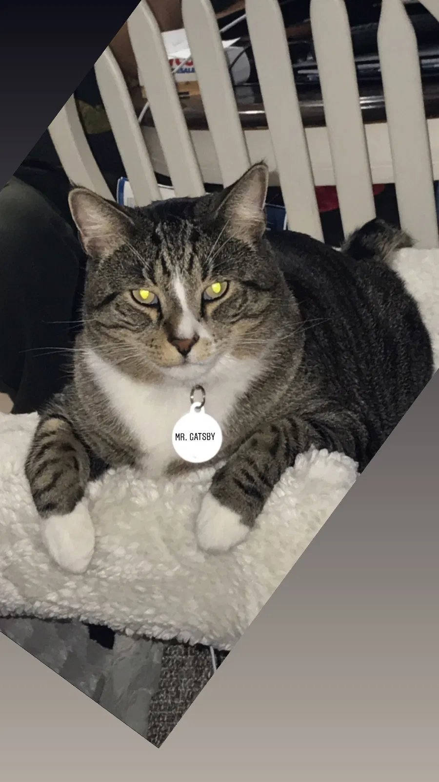 Lost cat in Mission Viejo, CA, 92691