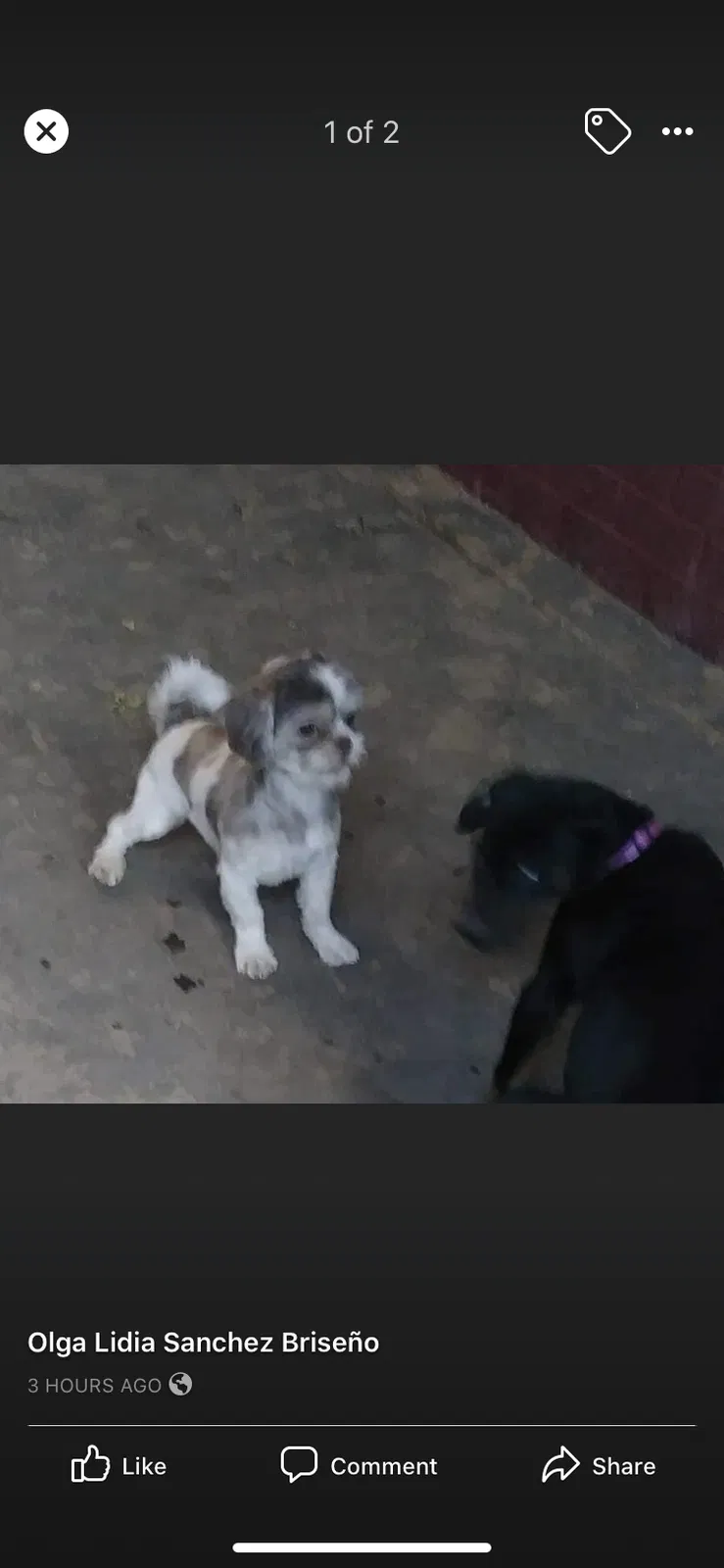Lost dog in Aurora, CO, 80011