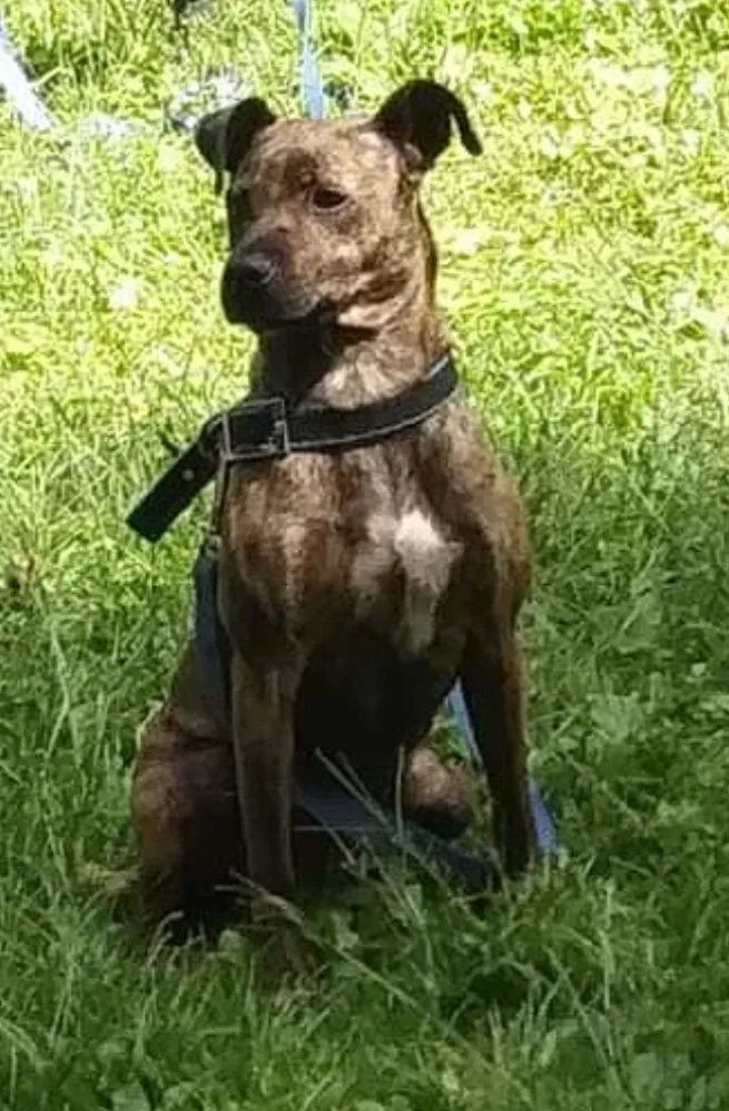 Lost dog in Detroit, MI, 48224
