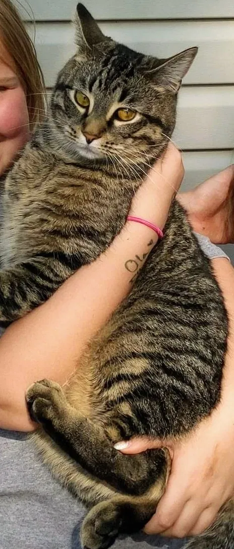 Lost cat in Glendale Heights, IL, 60139