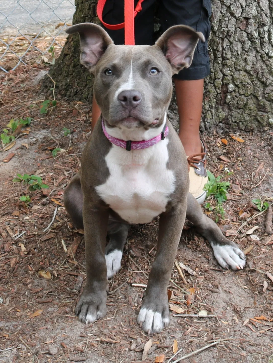 Lost dog in Tampa, FL, 33617