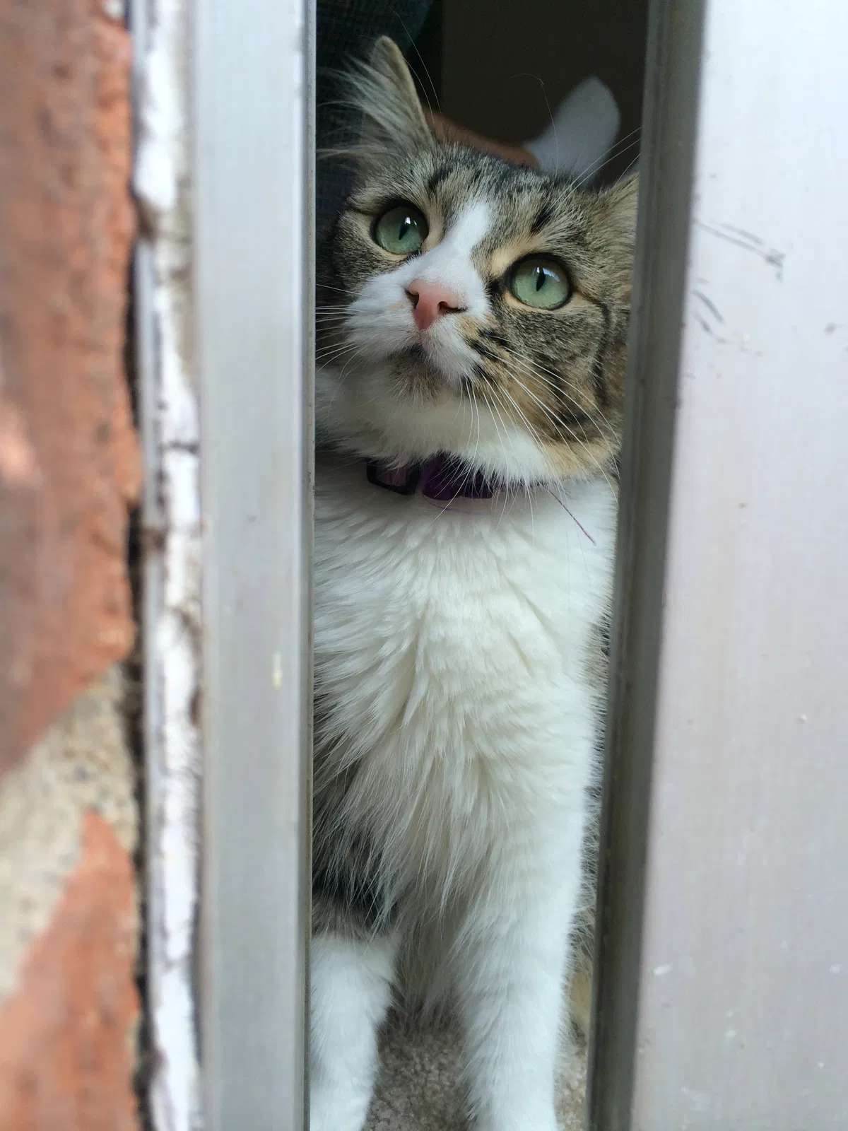 Lost cat in Columbus, OH, 43215
