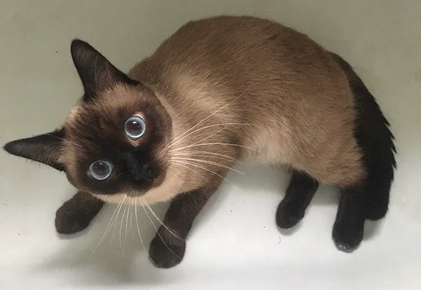 Lost cat in Los Angeles, CA, 90042