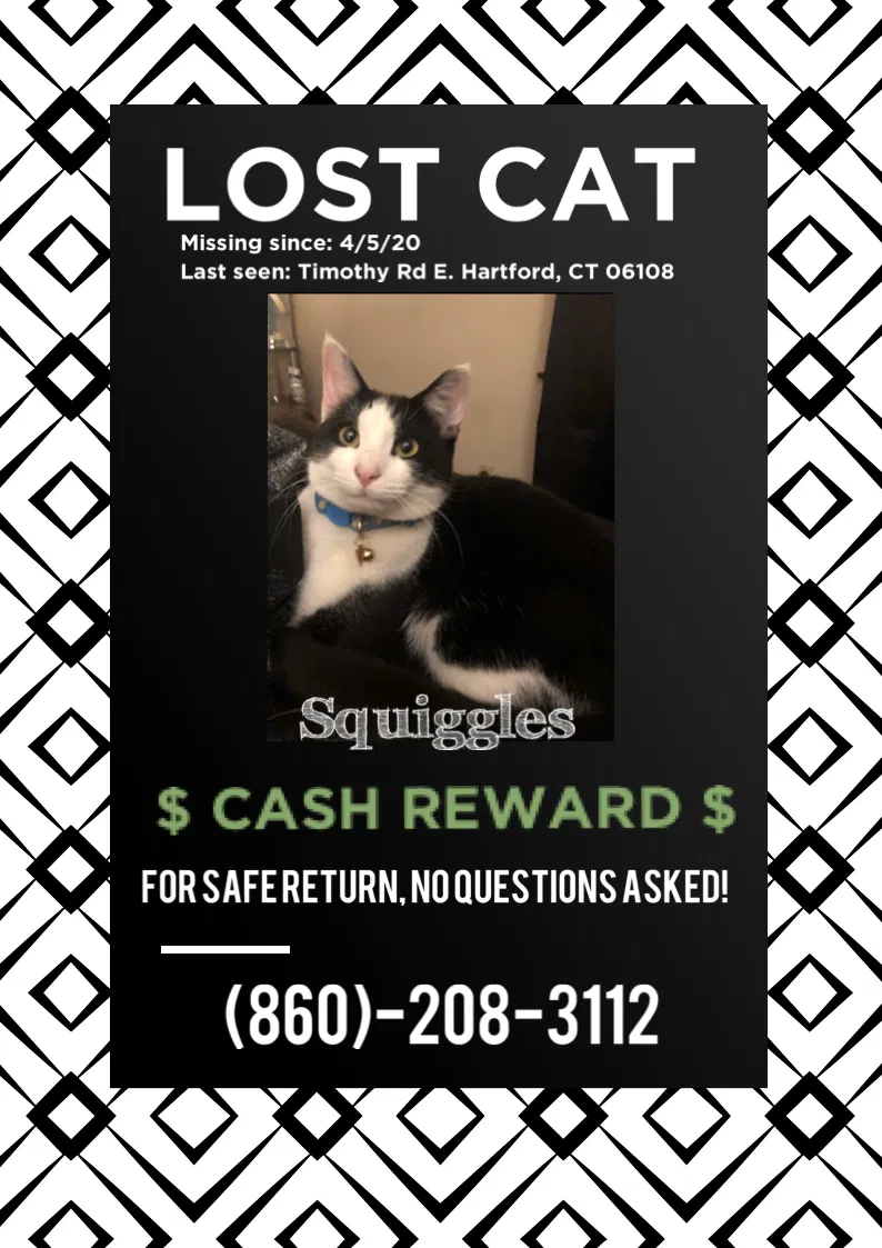 Missing Cat