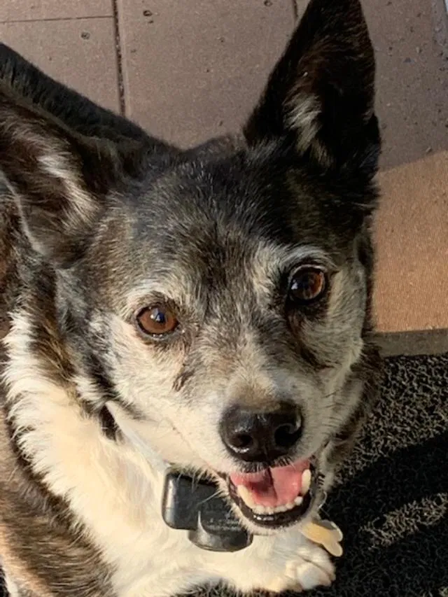 Lost dog in Washington Depot, CT, 6794