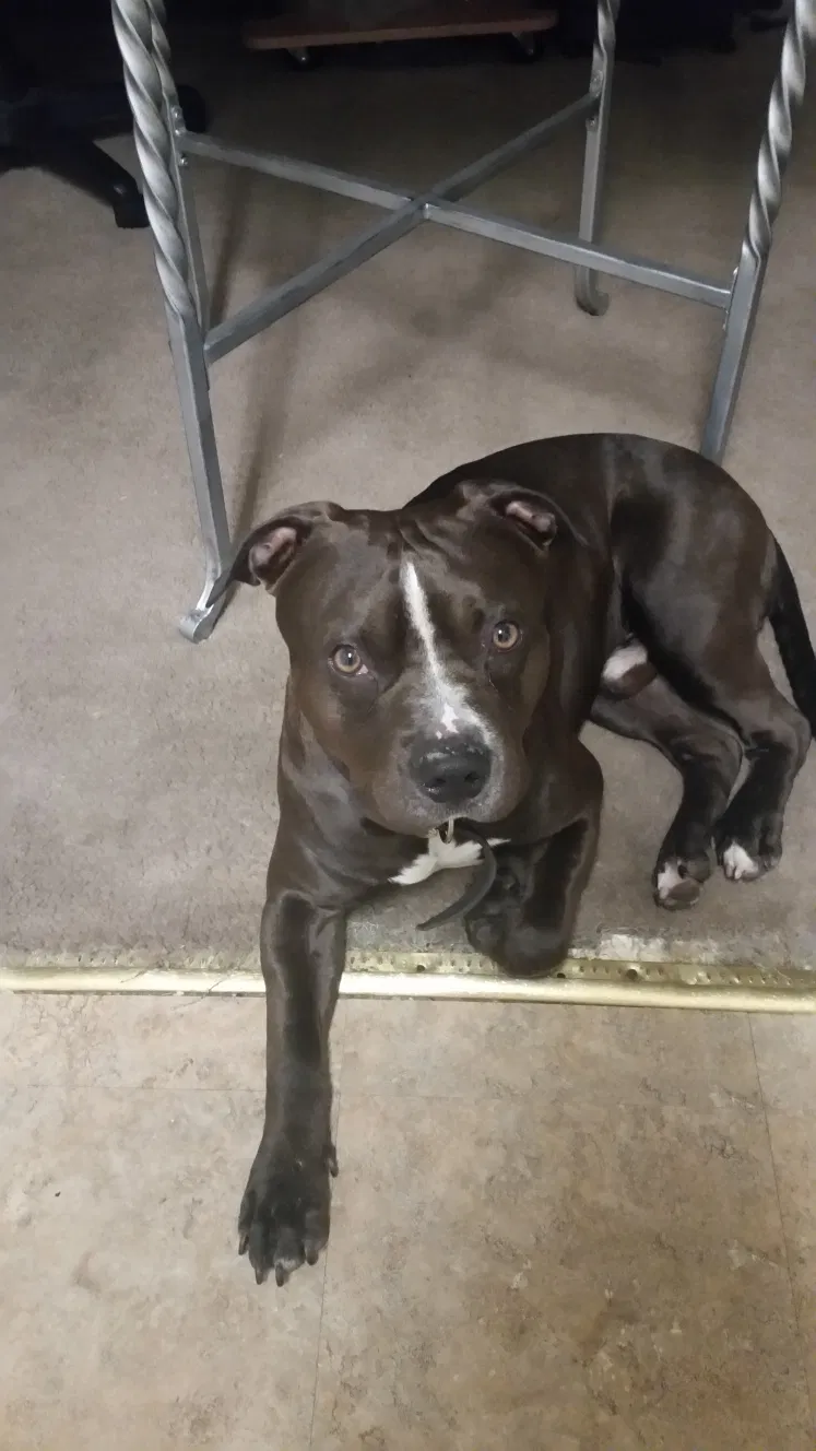 Lost dog in Baltimore, MD, 21223