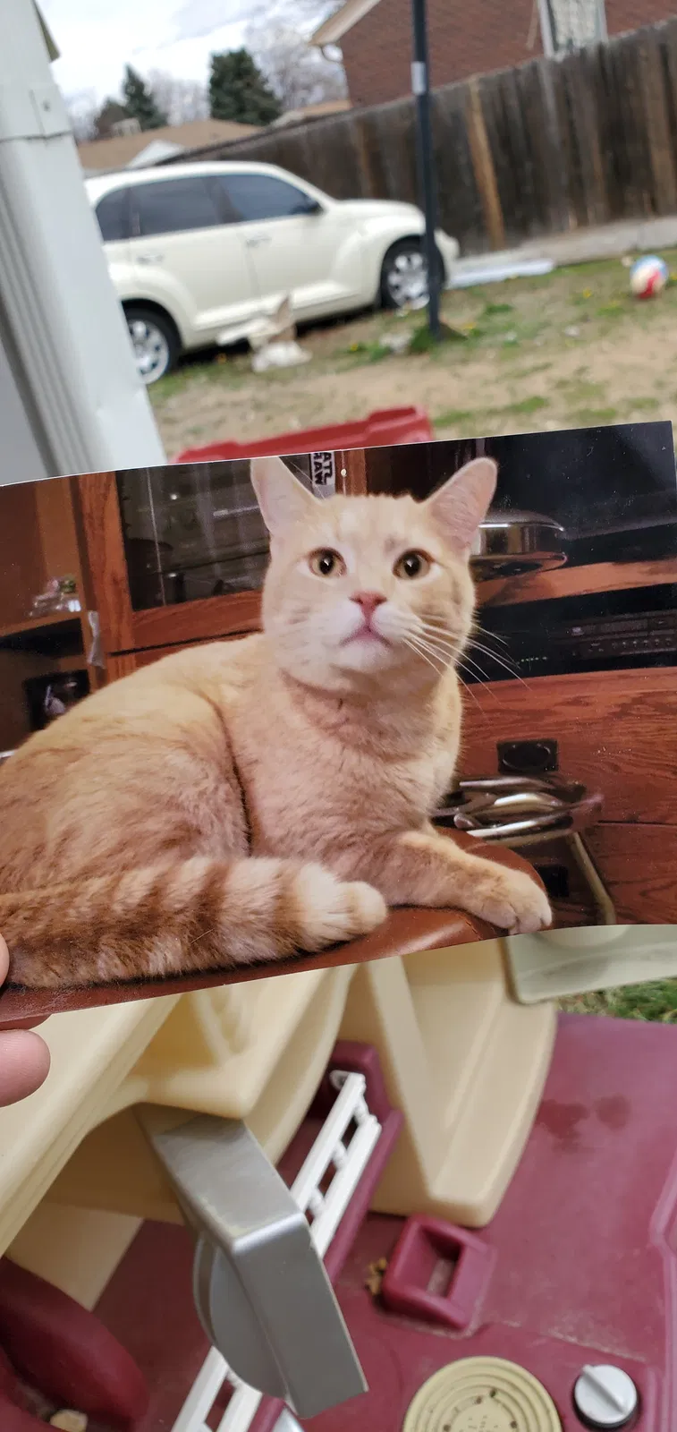 Lost cat in Denver, CO, 80233