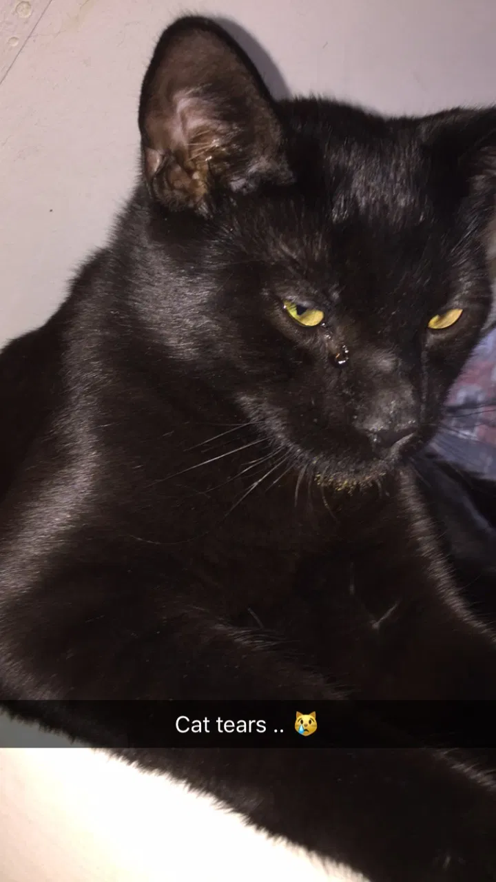 Lost cat in Allentown, PA, 18102