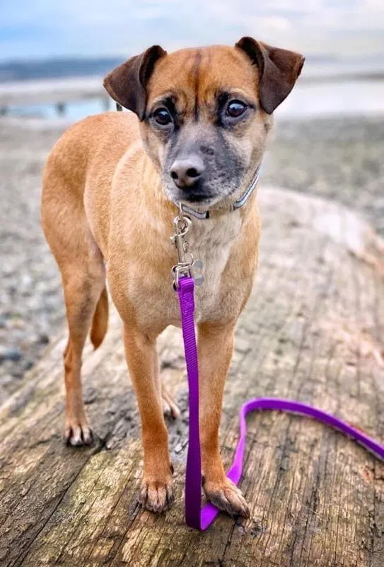 Lost dog in Edmonds, WA, 98020