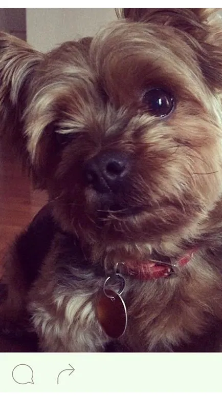Lost dog in Copiague, NY, 11726