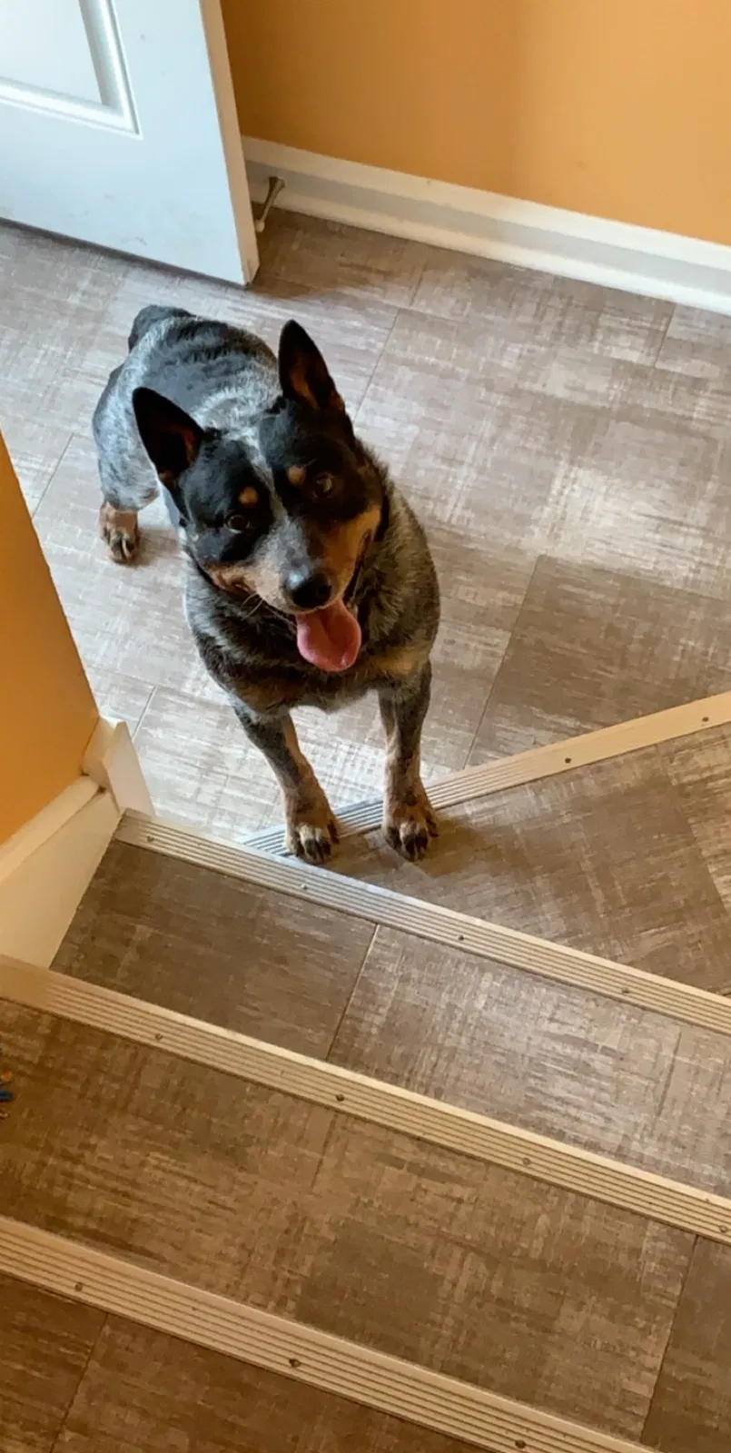 Lost dog in Chicago, IL, 60629