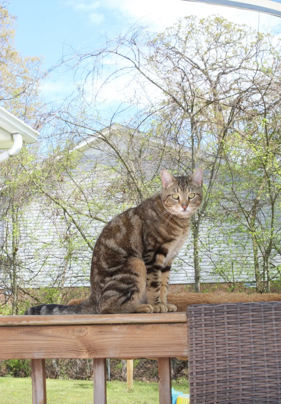 Lost cat in Clarksville, TN, 37042