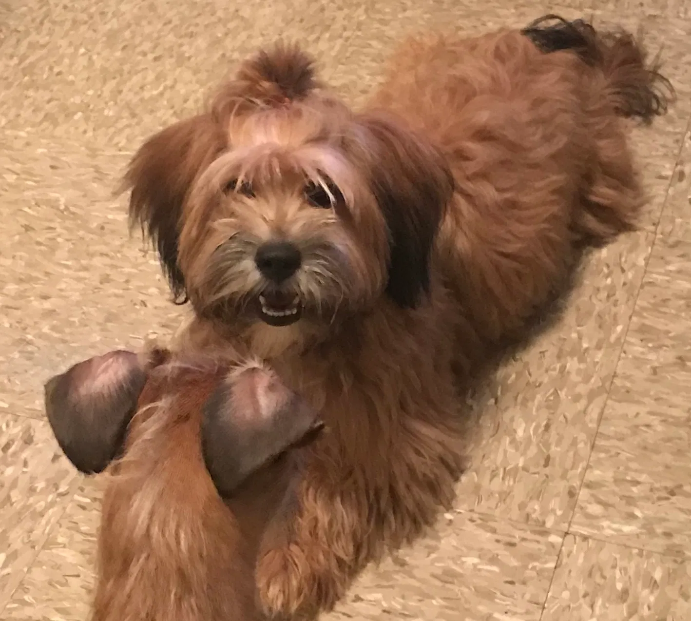 Lost dog in San Antonio, TX, 78201