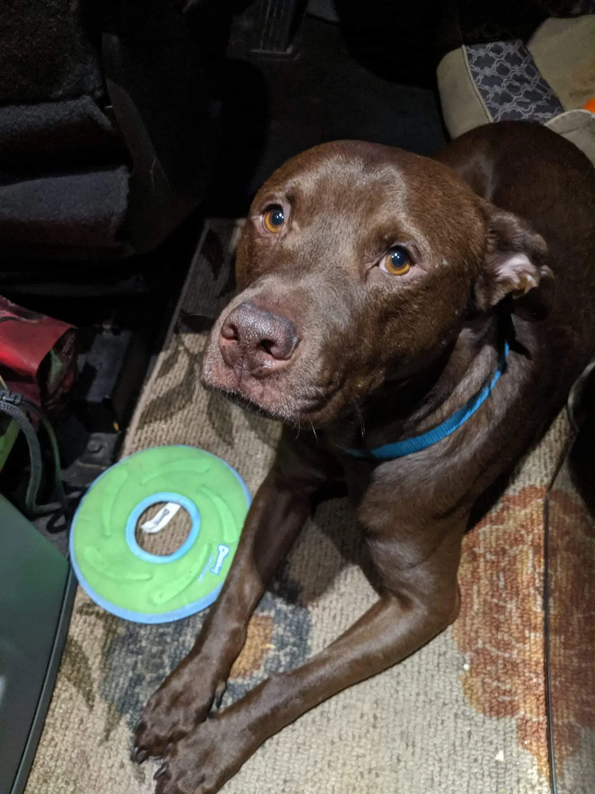 Lost dog in Morrilton, AR, 72110