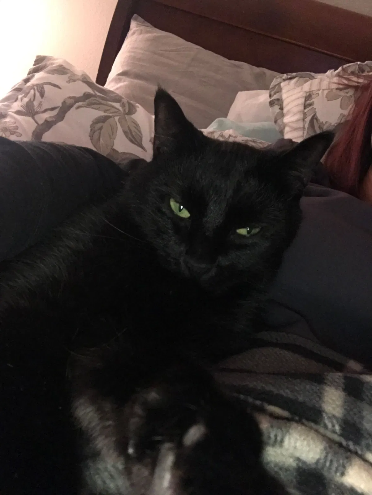 Lost cat in Columbia, SC, 29210