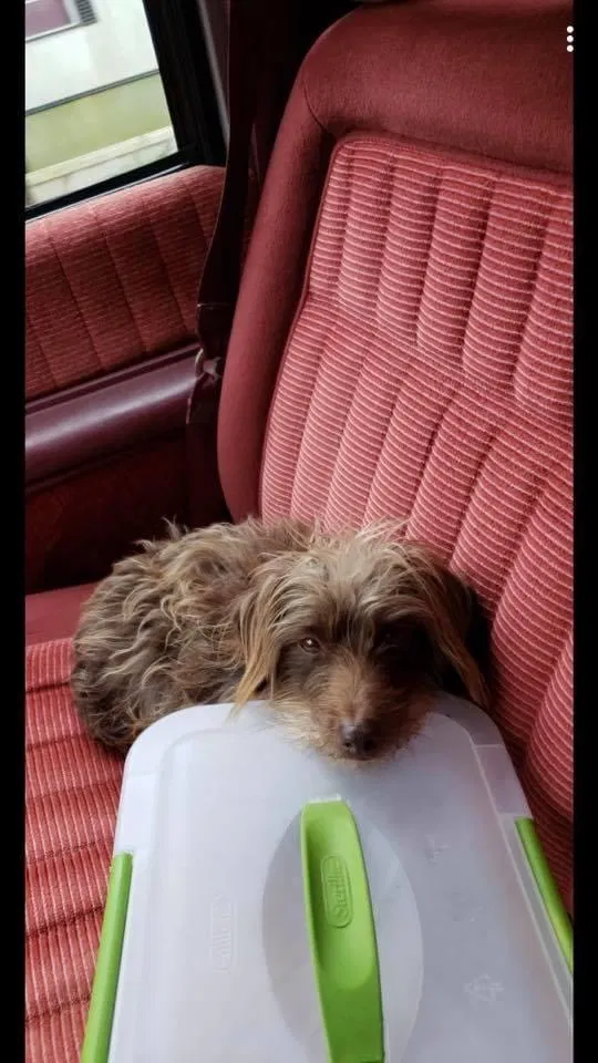 Lost dog in Burnsville, NC, 28714
