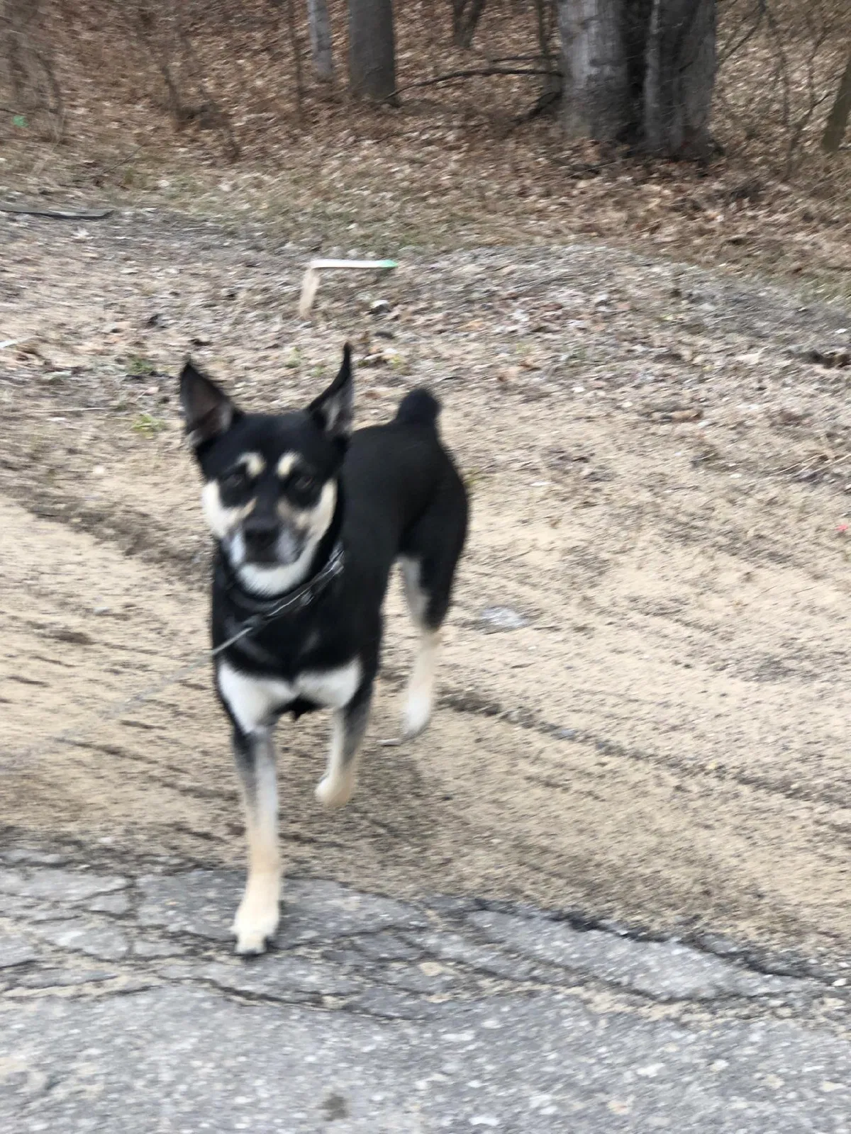 Lost dog in Crest Hill, IL, 60403