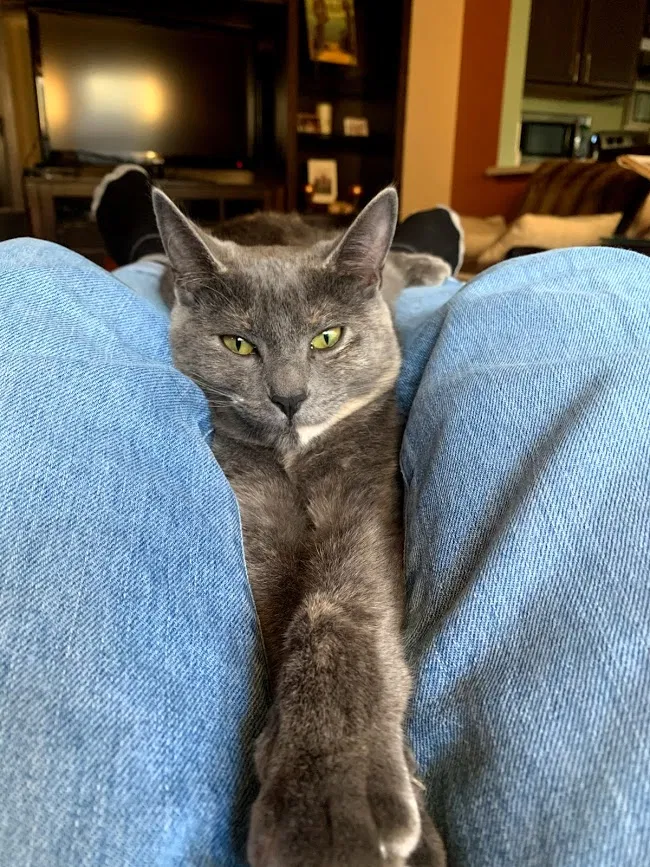 Lost cat in San Antonio, TX, 78249