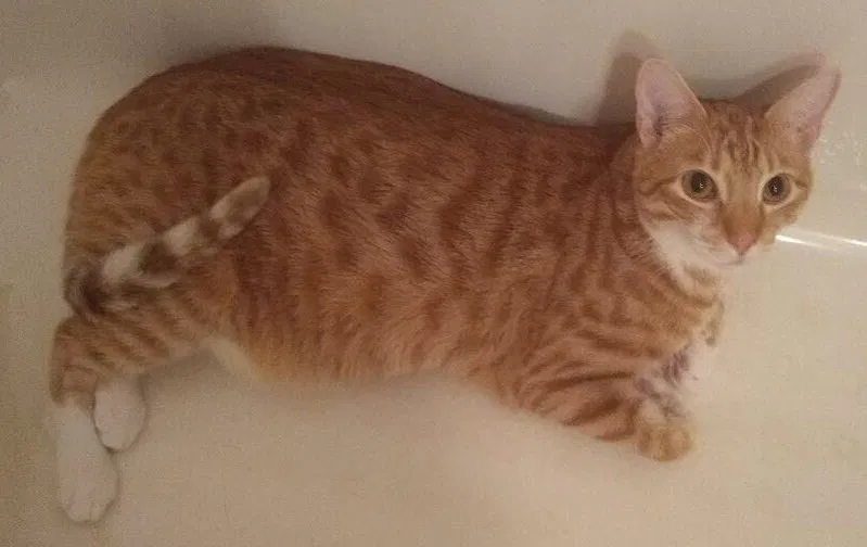 Lost cat in Springfield, IL, 62711