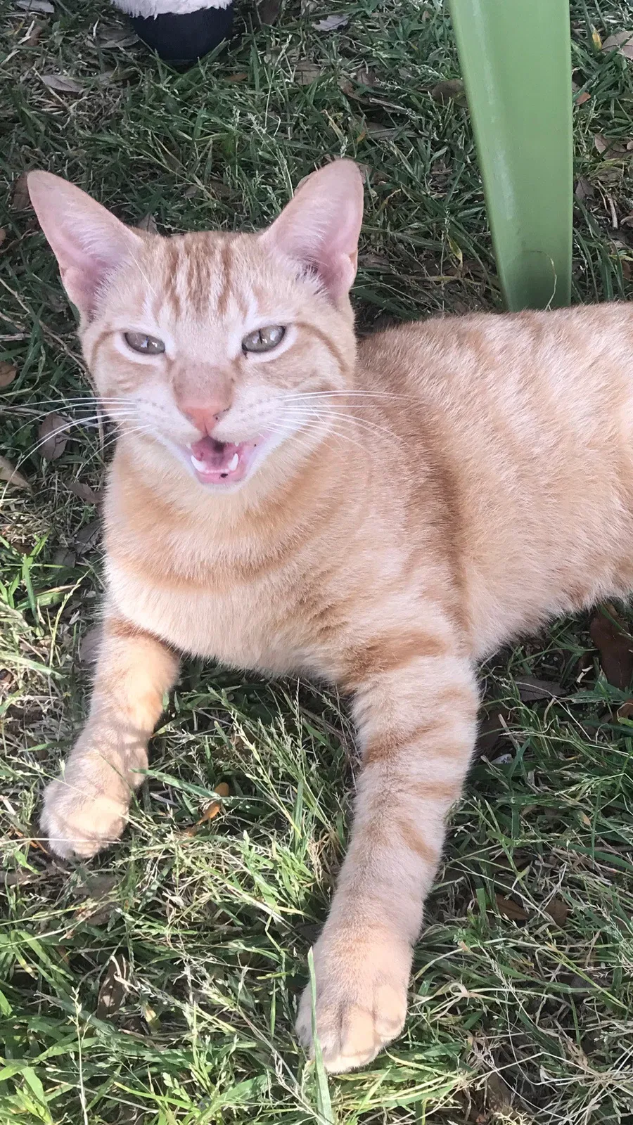 Lost cat in Houston, TX, 77064