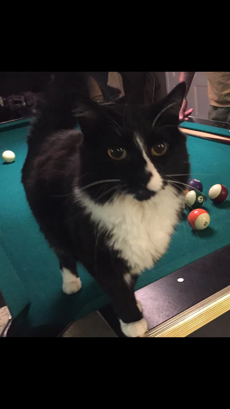 Lost cat in Los Osos, CA, 93402