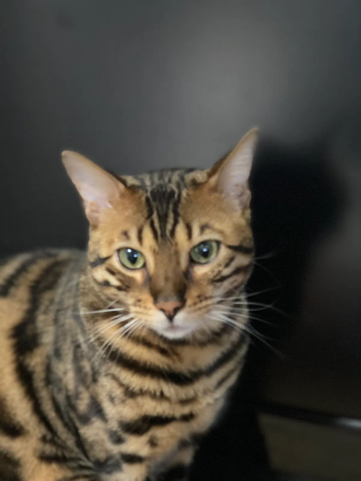 Lost cat in Daphne, AL, 36526