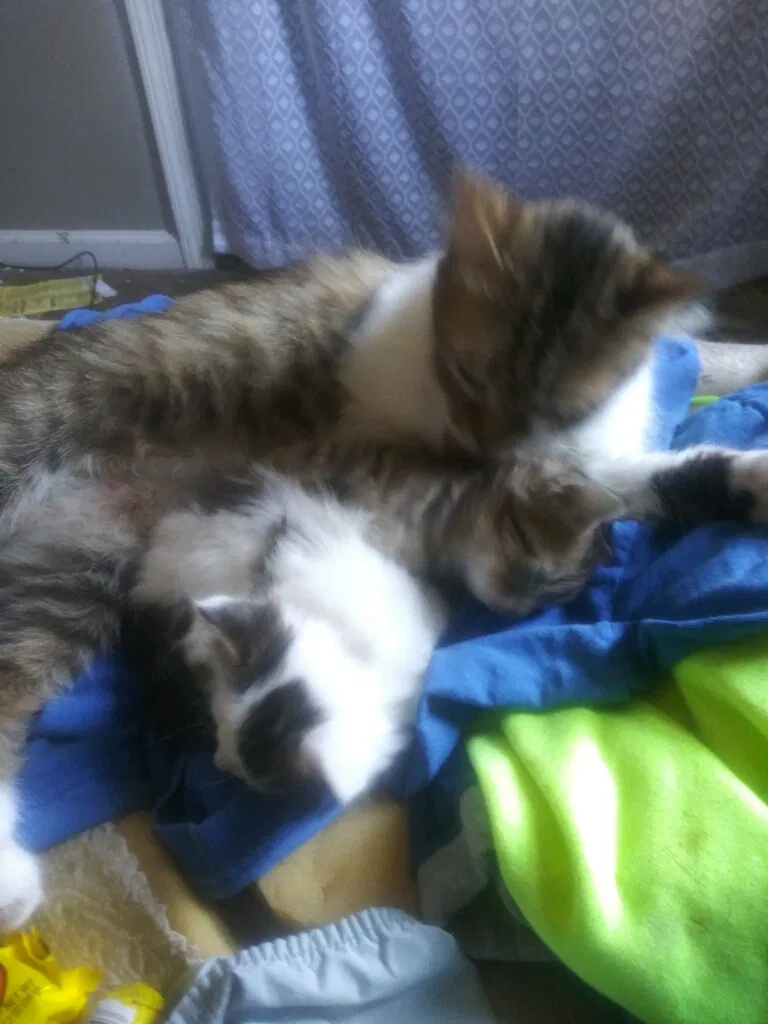 Lost cat in Dallas, GA, 30132