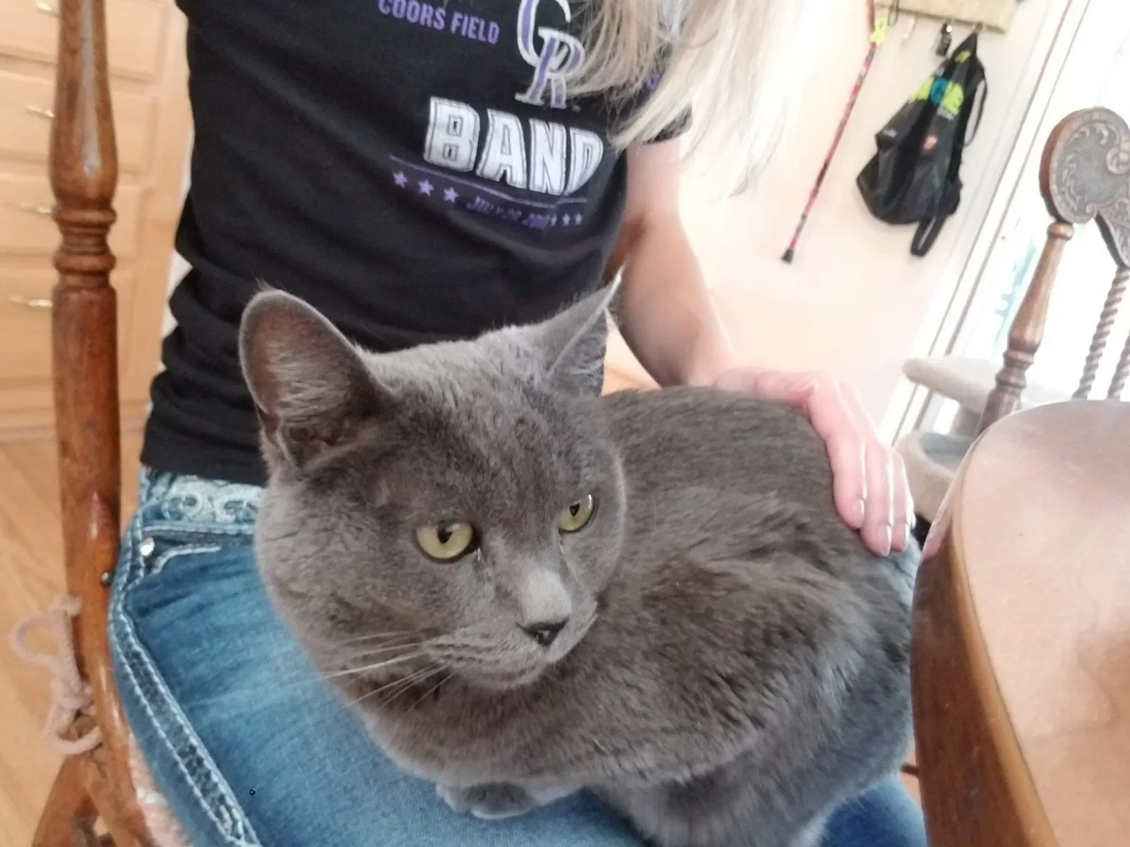 Lost cat in Loveland, CO, 80538