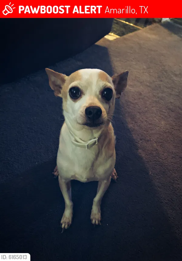 Lost dog in Amarillo, TX, 79104
