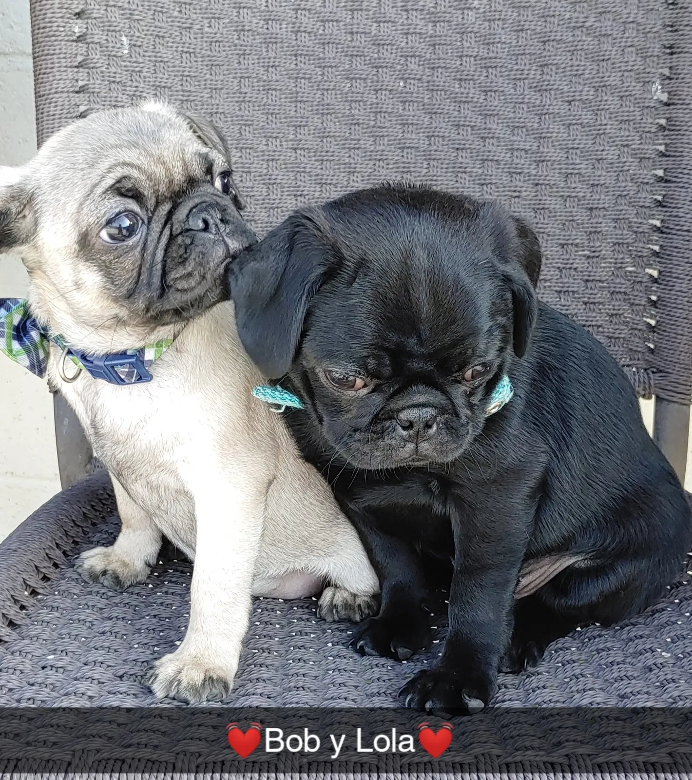 Lost dog in Highland, CA, 92346